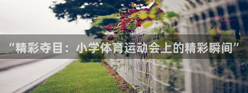 成都领航国际电子有限公司：“精彩夺目：小学体育运动会上的精彩瞬间”