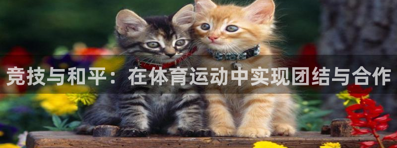 领航国际2平台登录：竞技与和平：在体育运动中实现团结与合作